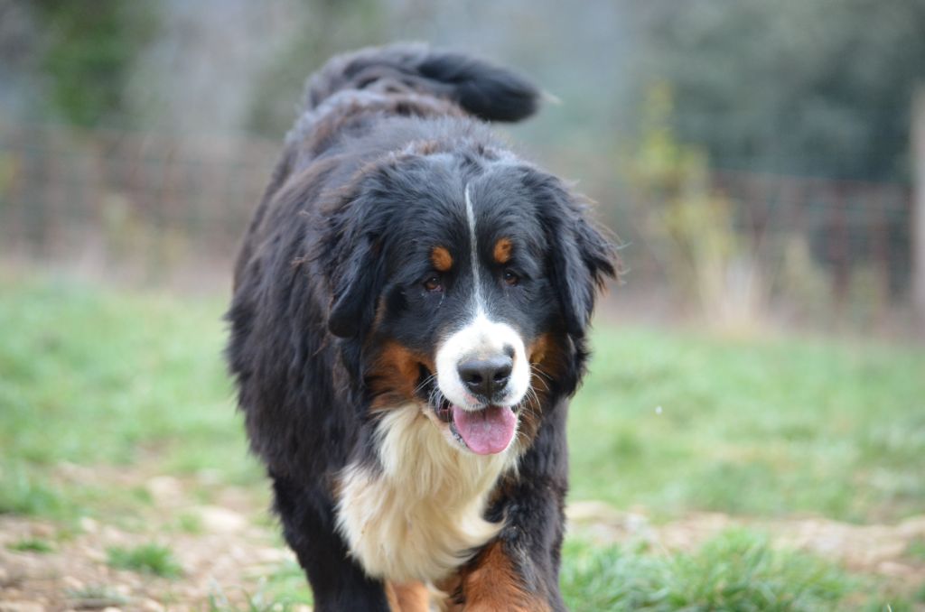 Teddy Du Cercle Des Cerbères