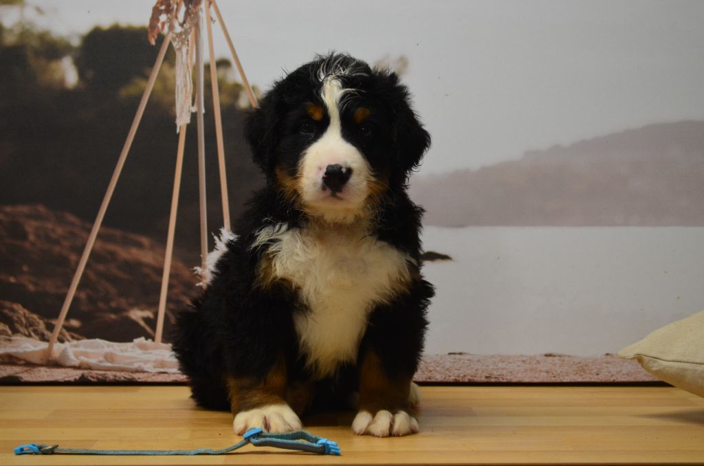 De La Ferme Du Fesquet - Chiot disponible  - Bouvier Bernois