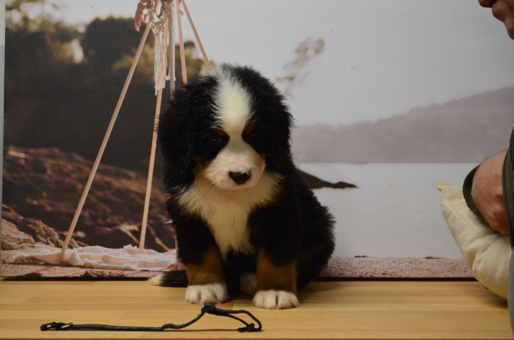 De La Ferme Du Fesquet - Chiot disponible  - Bouvier Bernois