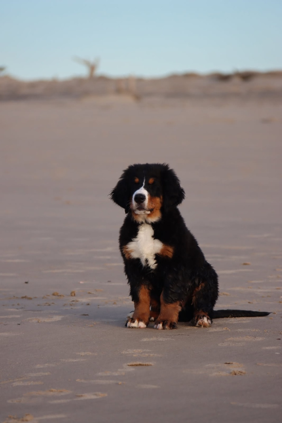 Notre petit Alphy est arrivé dans sa famille