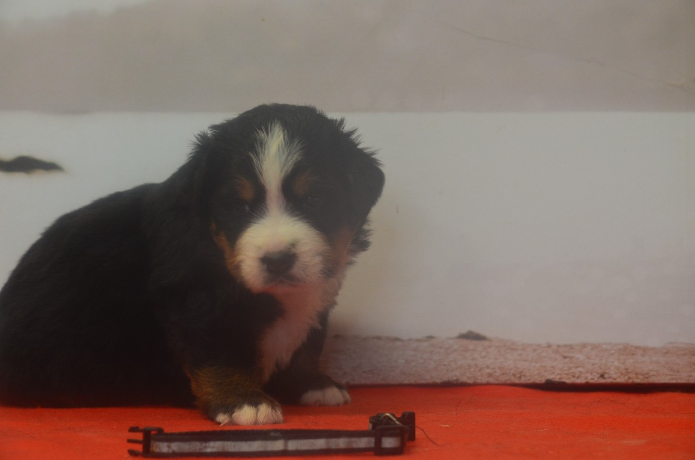 De La Ferme Du Fesquet - Chiots disponibles - Bouvier Bernois