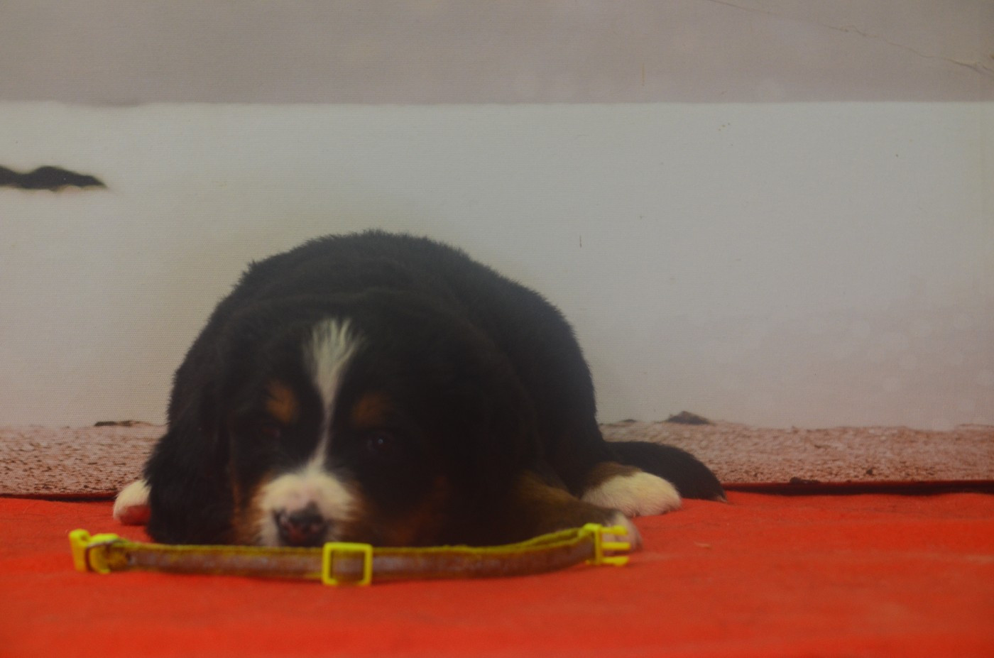 De La Ferme Du Fesquet - Chiots disponibles - Bouvier Bernois