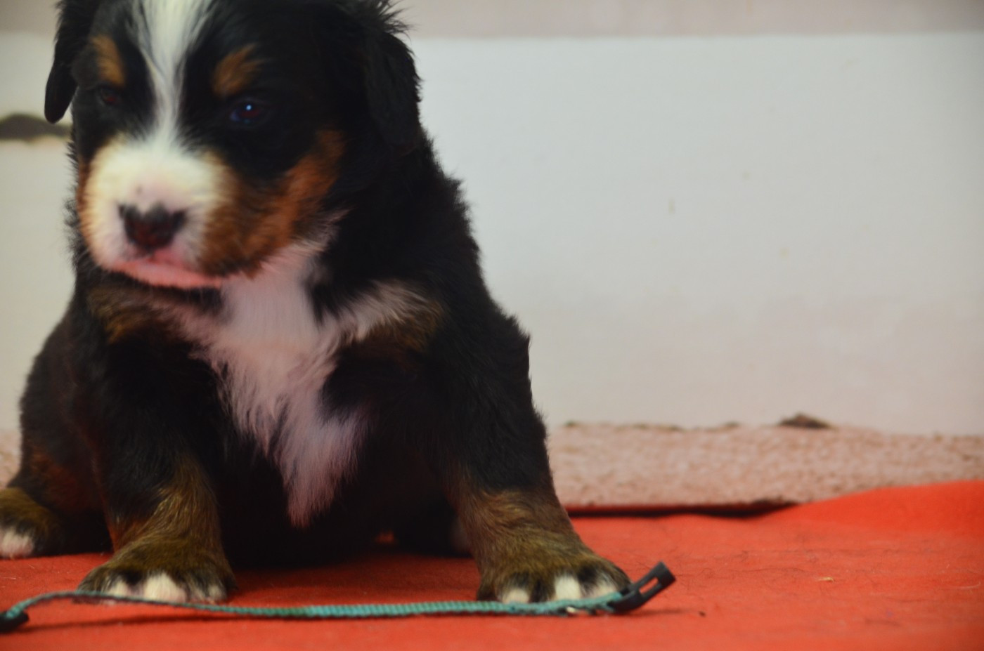 De La Ferme Du Fesquet - Chiots disponibles - Bouvier Bernois