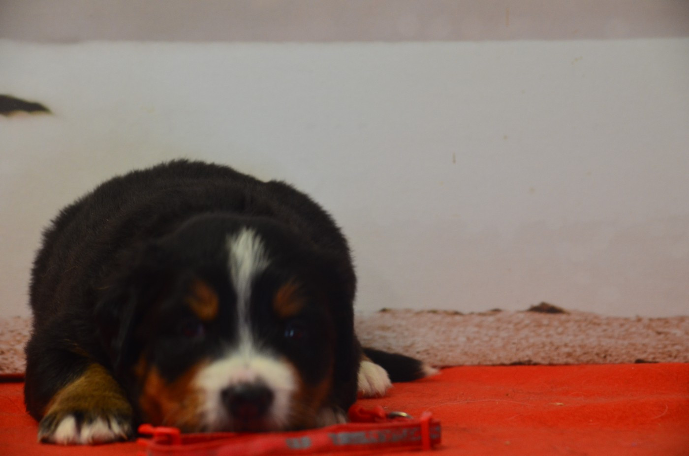 De La Ferme Du Fesquet - Chiots disponibles - Bouvier Bernois