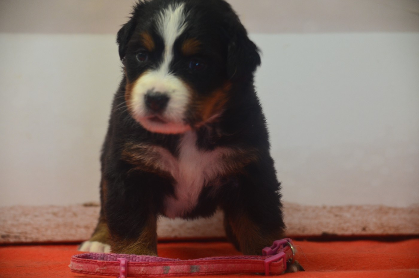 De La Ferme Du Fesquet - Chiots disponibles - Bouvier Bernois