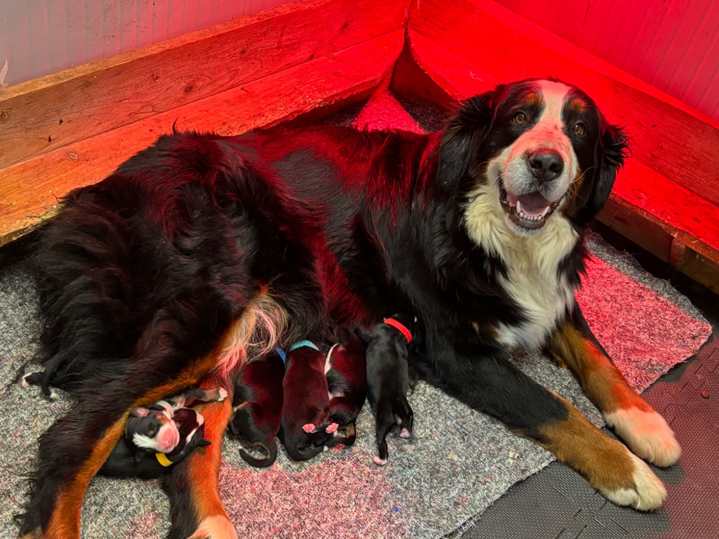 Chiot Bouvier Bernois De La Ferme Du Fesquet