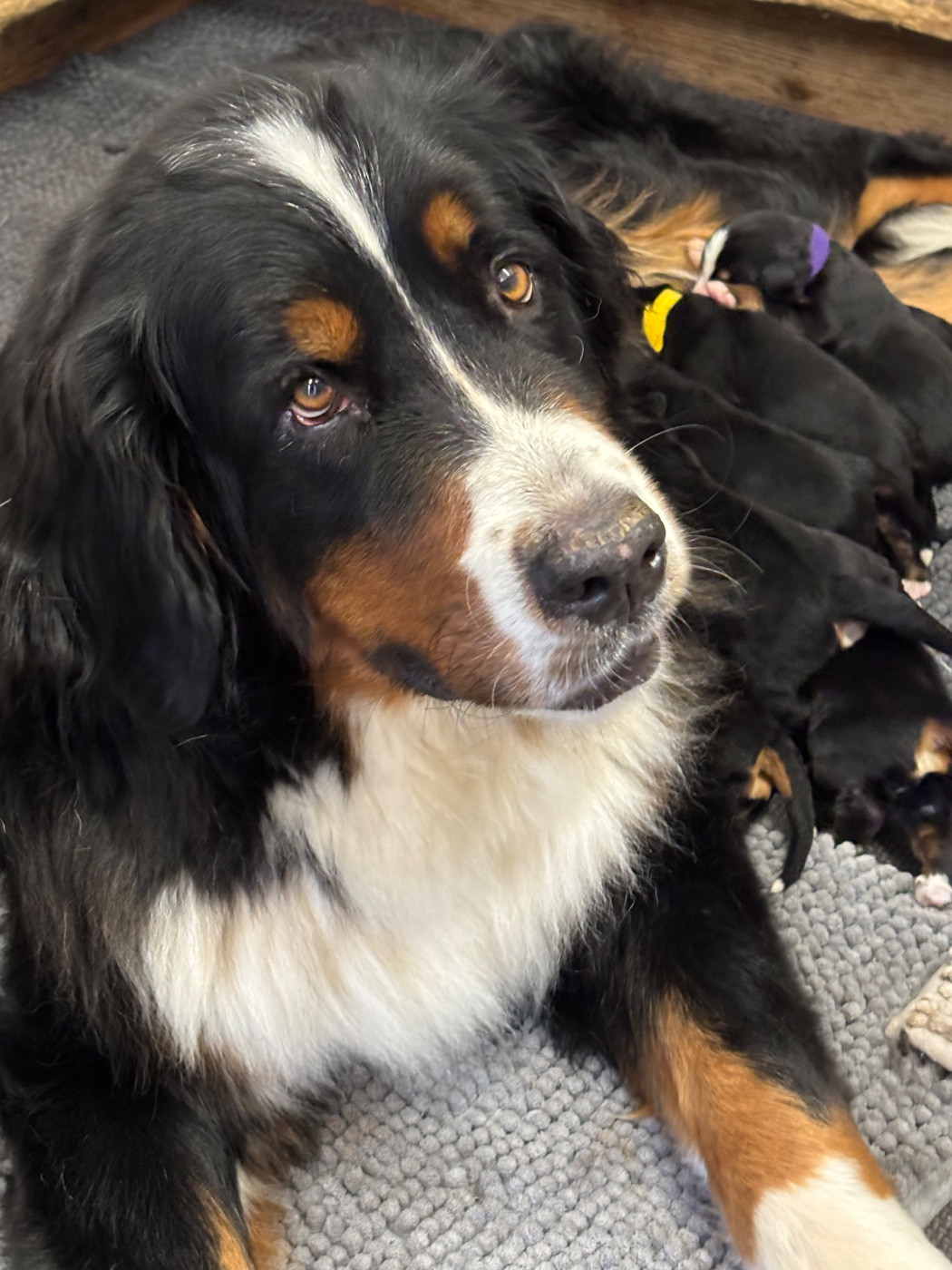 Chiot Bouvier Bernois De La Ferme Du Fesquet