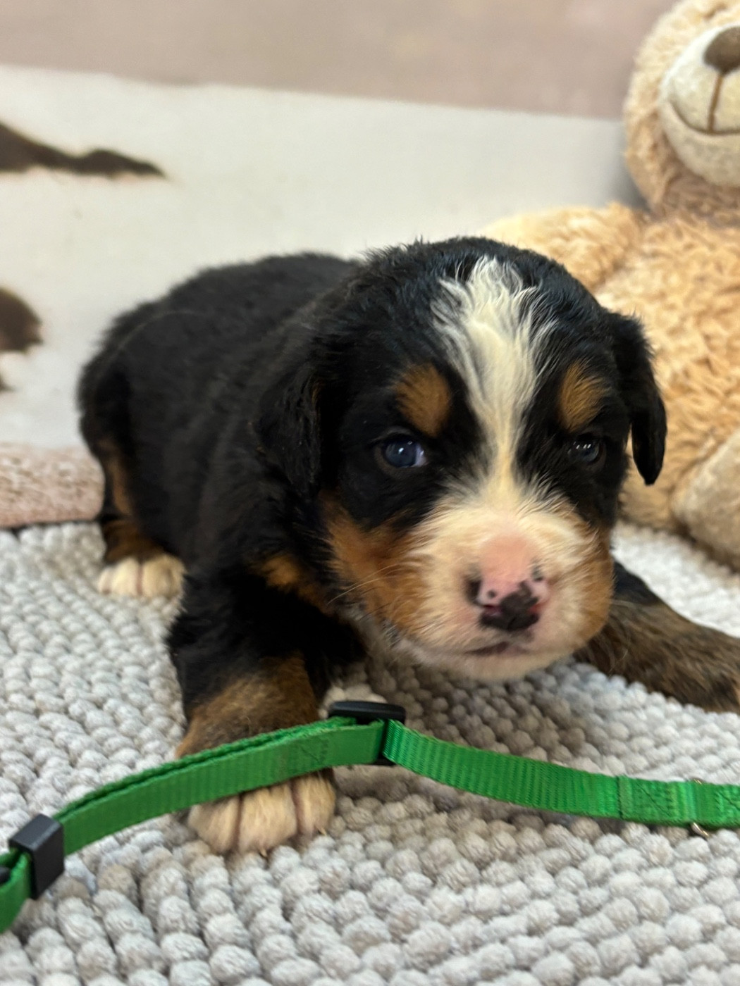 De La Ferme Du Fesquet - Chiots disponibles - Bouvier Bernois