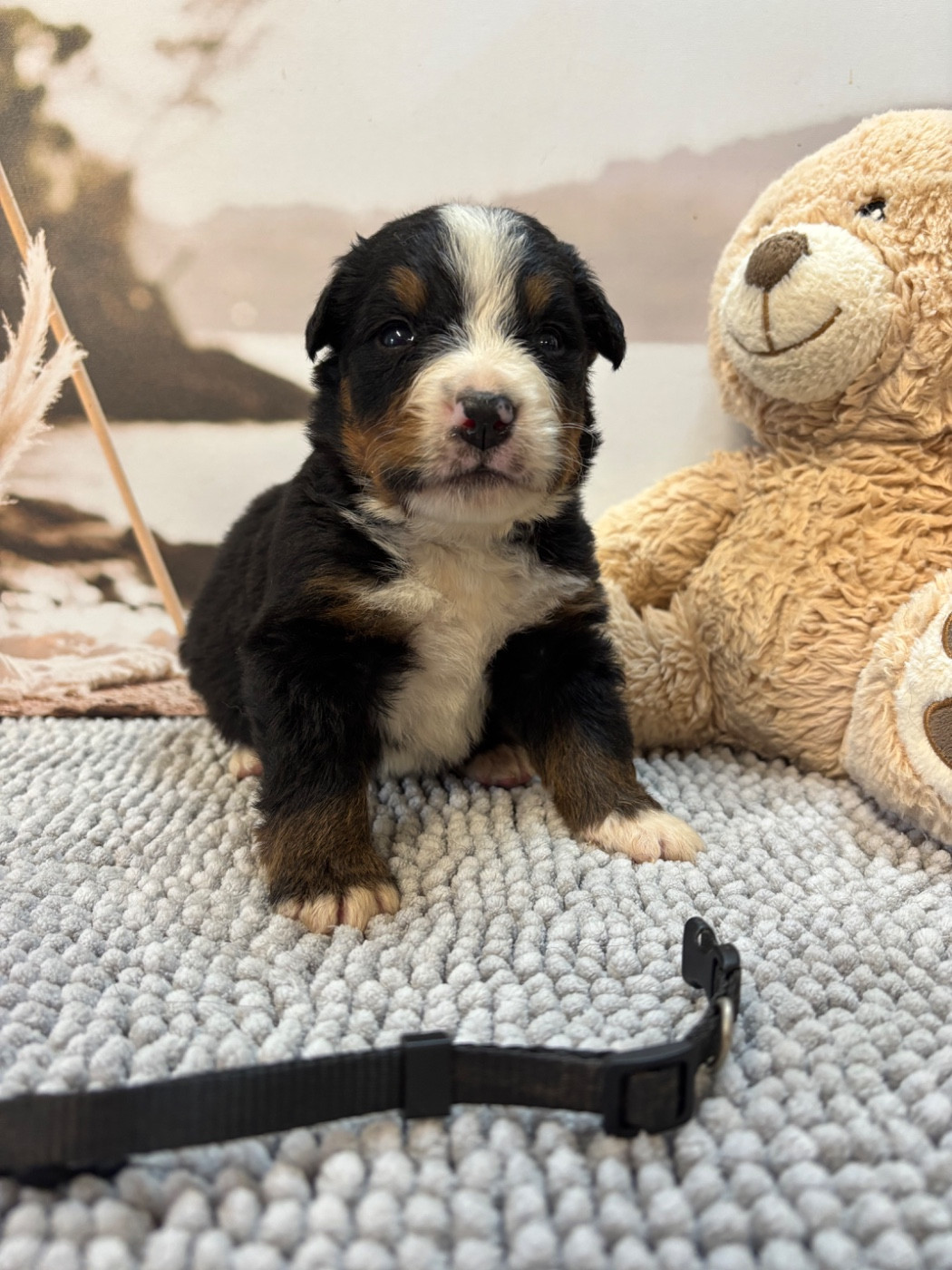 De La Ferme Du Fesquet - Chiots disponibles - Bouvier Bernois