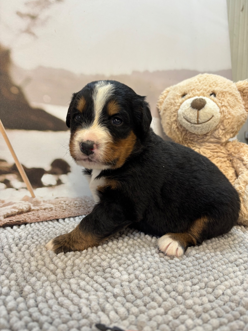 De La Ferme Du Fesquet - Chiots disponibles - Bouvier Bernois