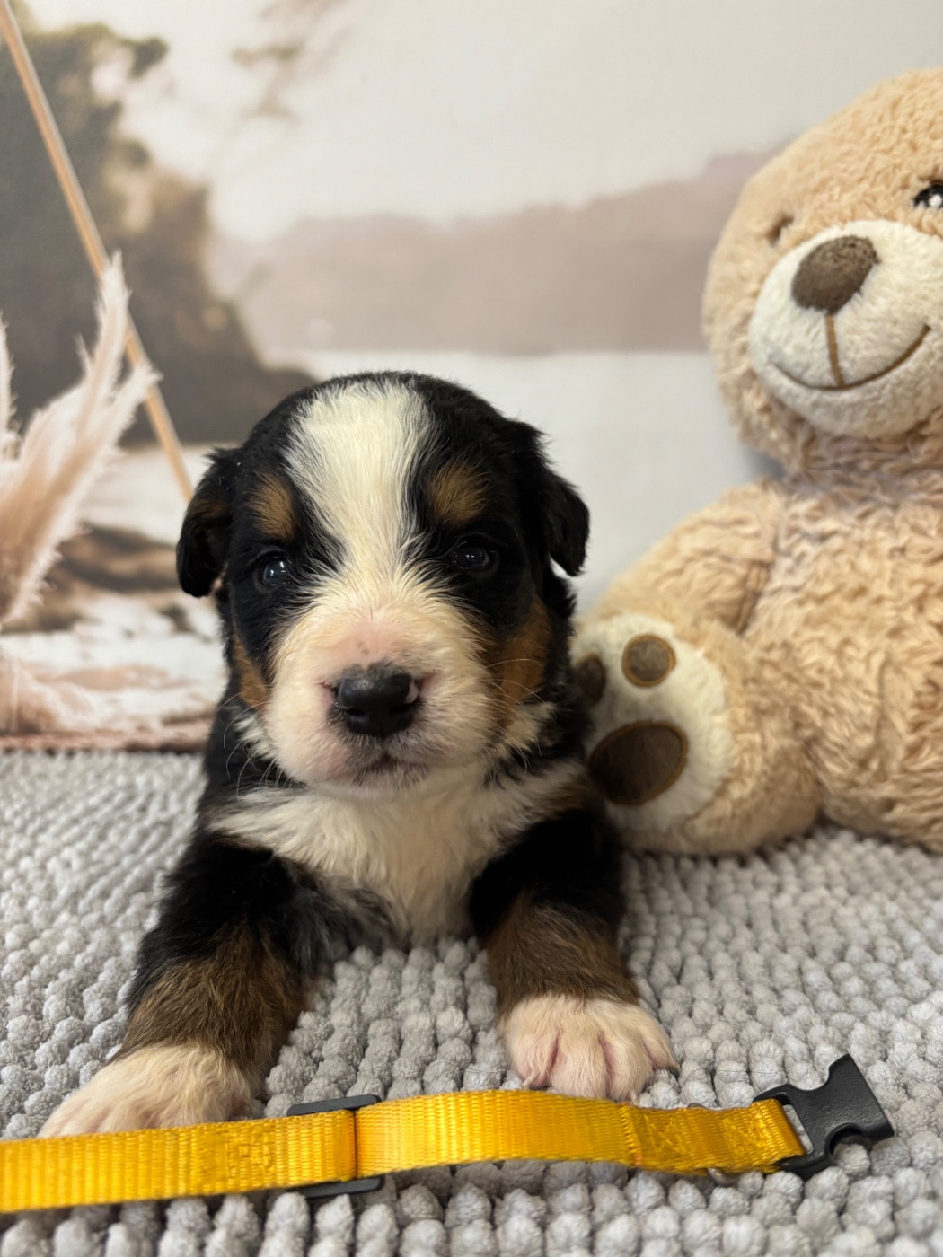 De La Ferme Du Fesquet - Chiots disponibles - Bouvier Bernois