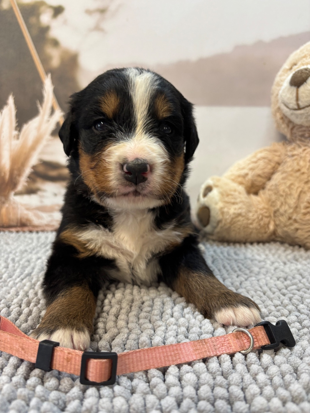 De La Ferme Du Fesquet - Chiots disponibles - Bouvier Bernois