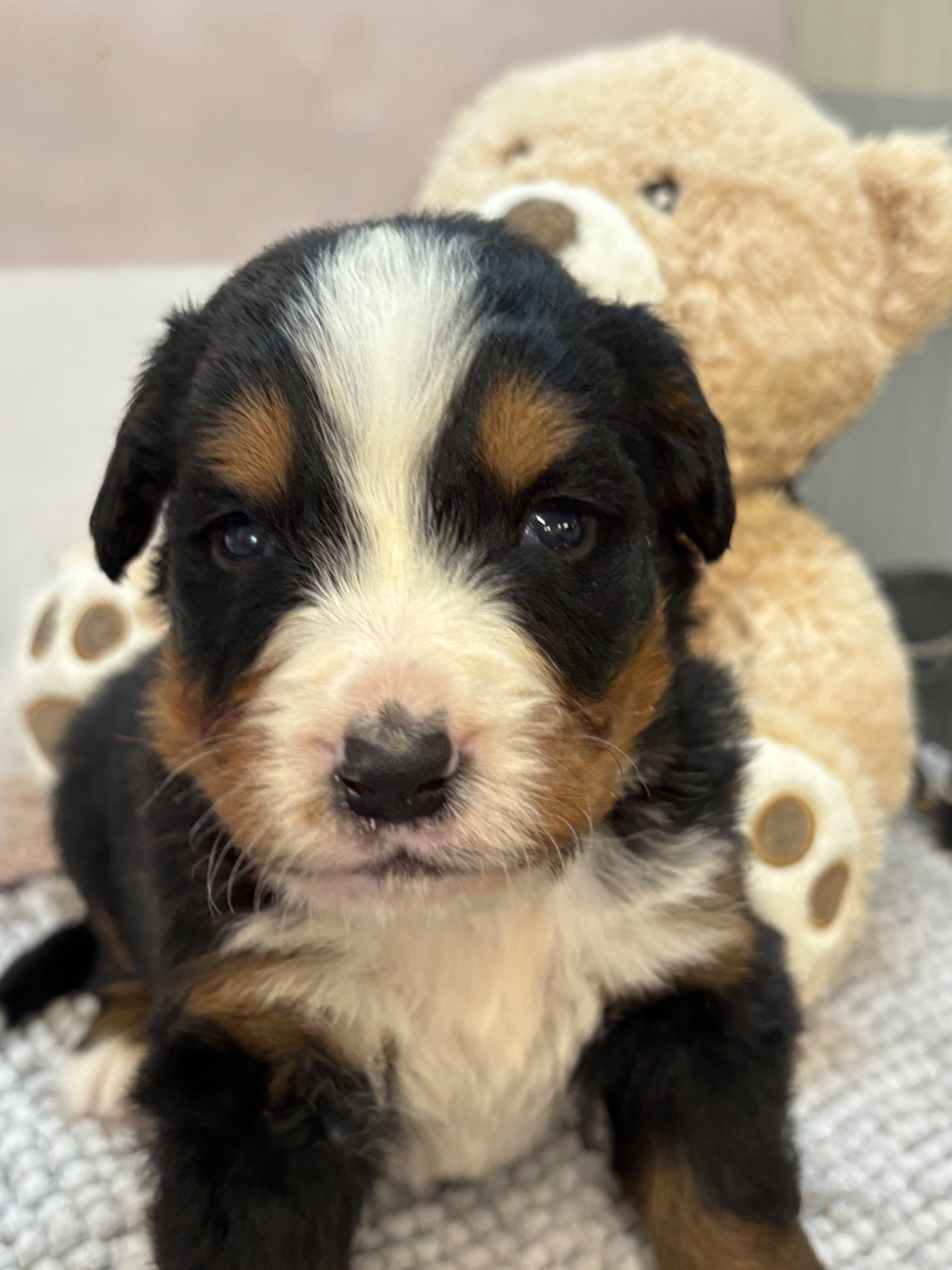 De La Ferme Du Fesquet - Chiots disponibles - Bouvier Bernois