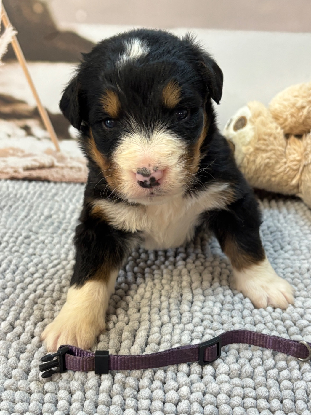 De La Ferme Du Fesquet - Chiots disponibles - Bouvier Bernois