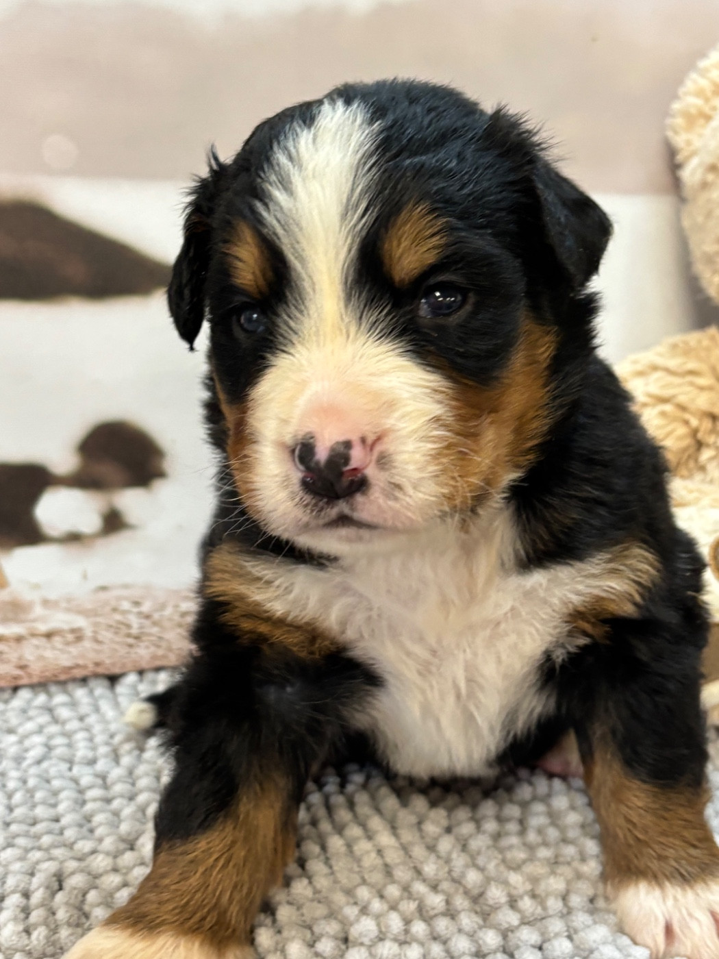 De La Ferme Du Fesquet - Chiots disponibles - Bouvier Bernois