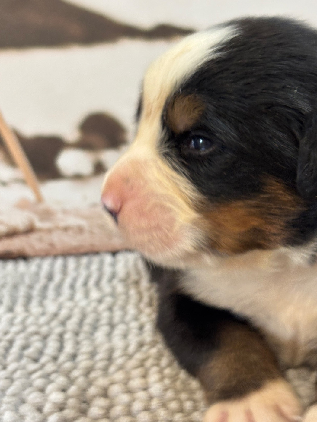 De La Ferme Du Fesquet - Chiots disponibles - Bouvier Bernois