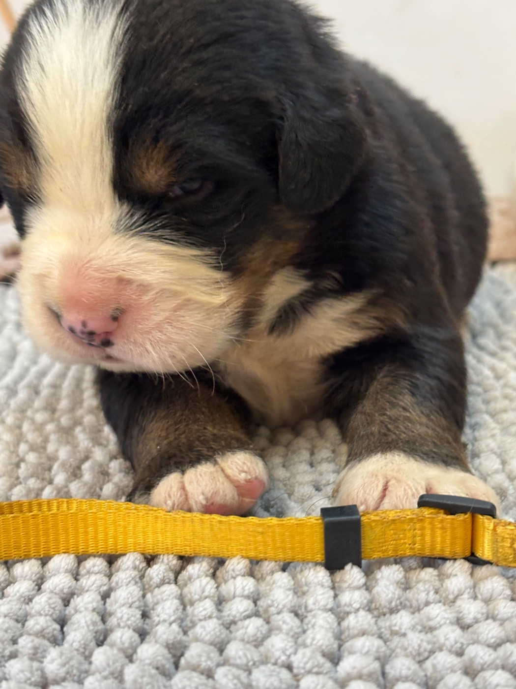 De La Ferme Du Fesquet - Chiots disponibles - Bouvier Bernois