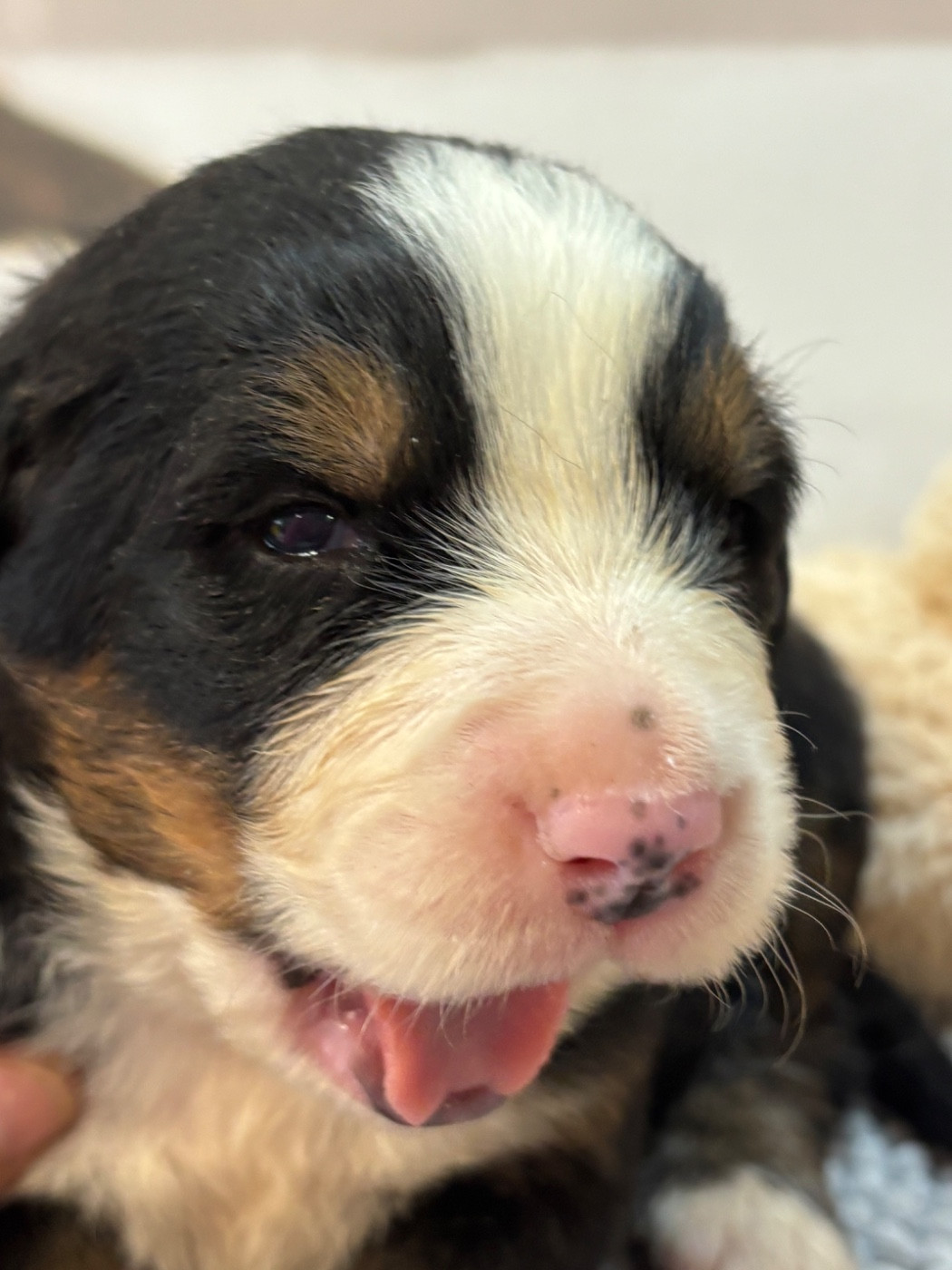 De La Ferme Du Fesquet - Chiots disponibles - Bouvier Bernois