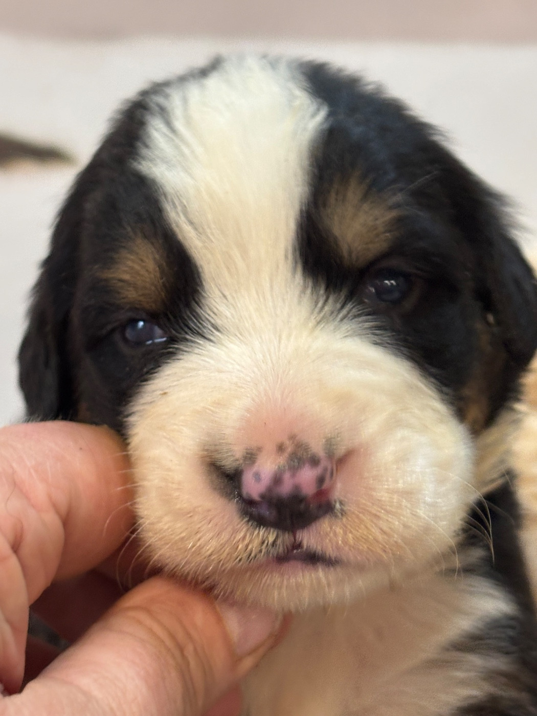 De La Ferme Du Fesquet - Chiots disponibles - Bouvier Bernois
