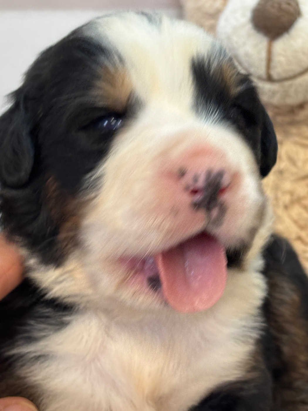 De La Ferme Du Fesquet - Chiots disponibles - Bouvier Bernois