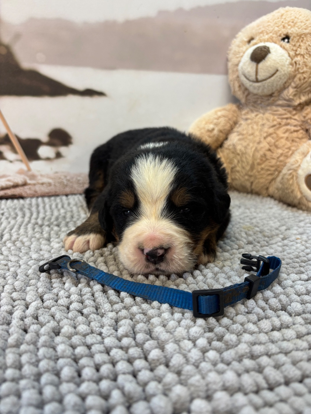 De La Ferme Du Fesquet - Chiots disponibles - Bouvier Bernois