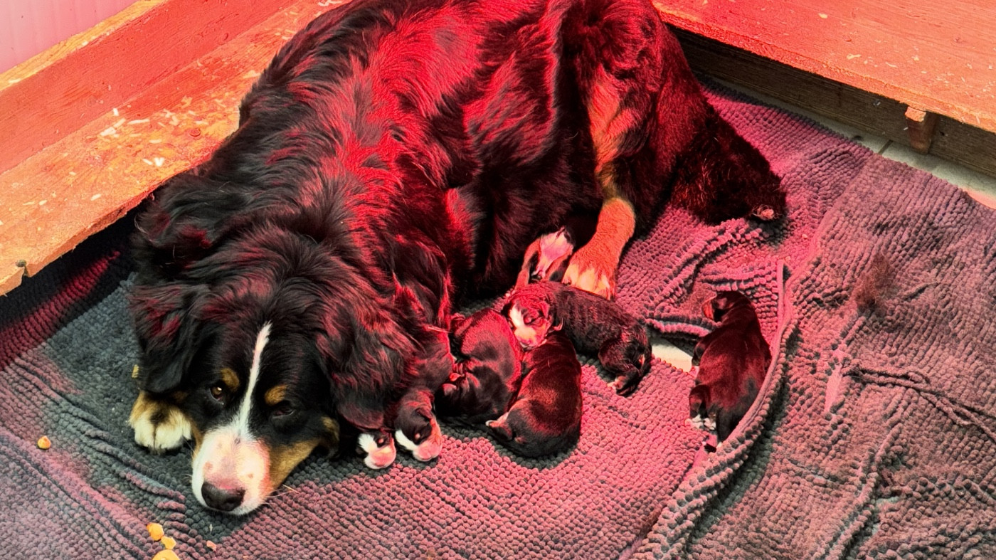 De La Ferme Du Fesquet - Bouvier Bernois - Portée née le 23/02/2026