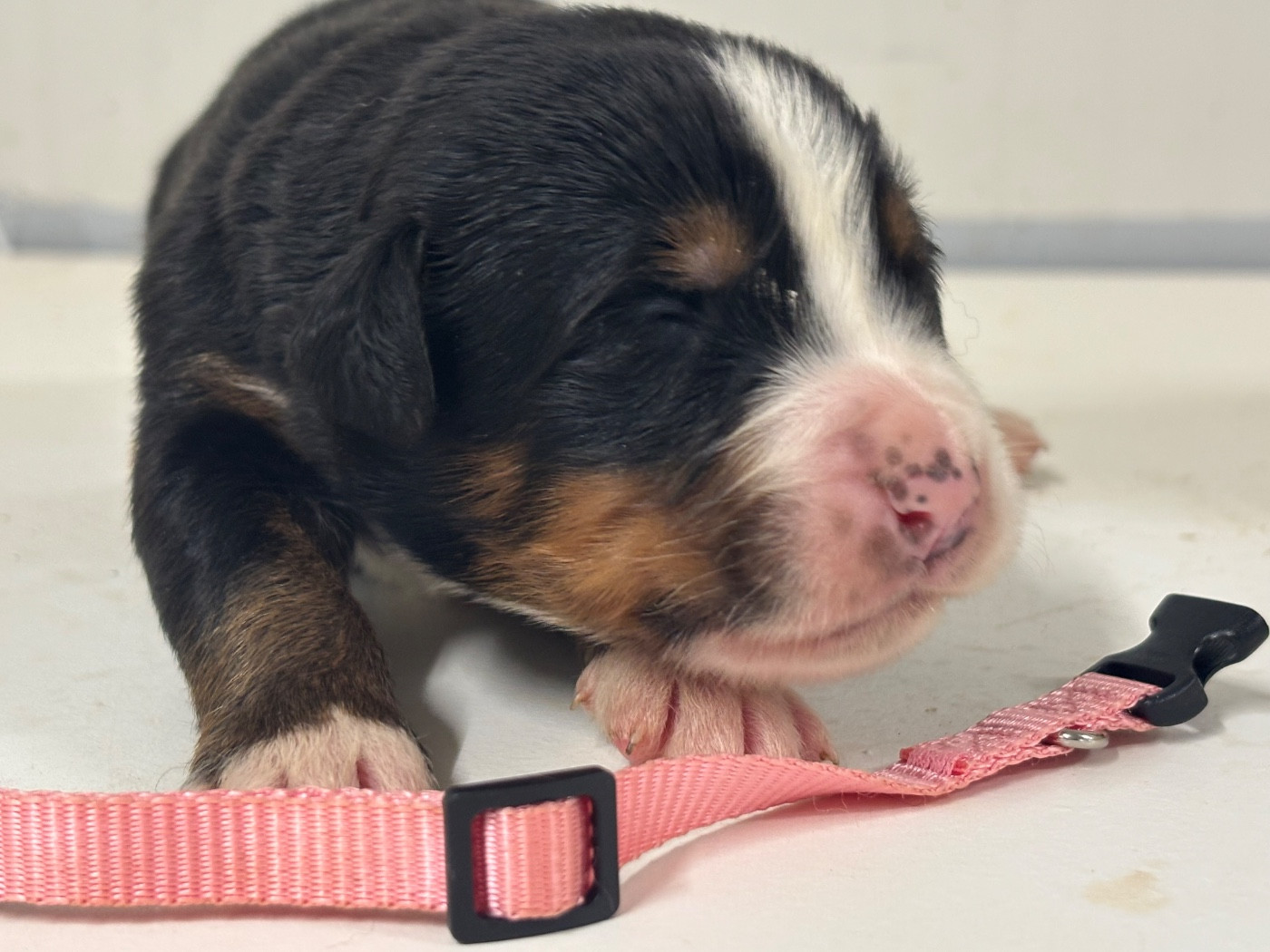 De La Ferme Du Fesquet - Chiots disponibles - Bouvier Bernois