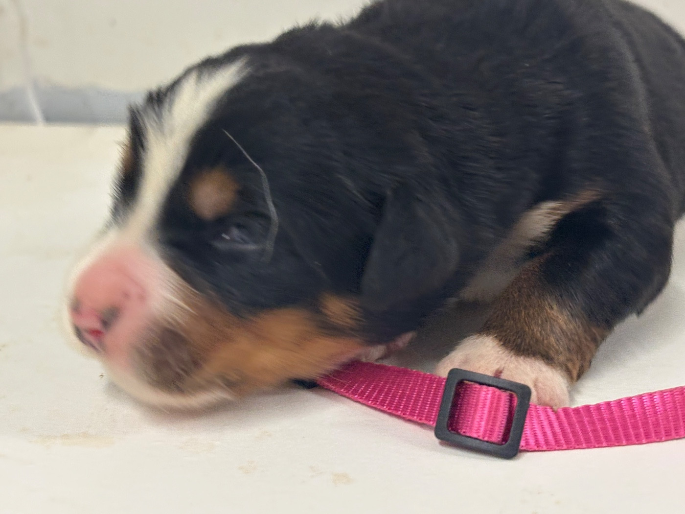 De La Ferme Du Fesquet - Chiots disponibles - Bouvier Bernois