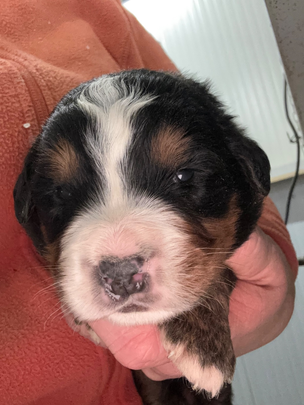 De La Ferme Du Fesquet - Chiots disponibles - Bouvier Bernois