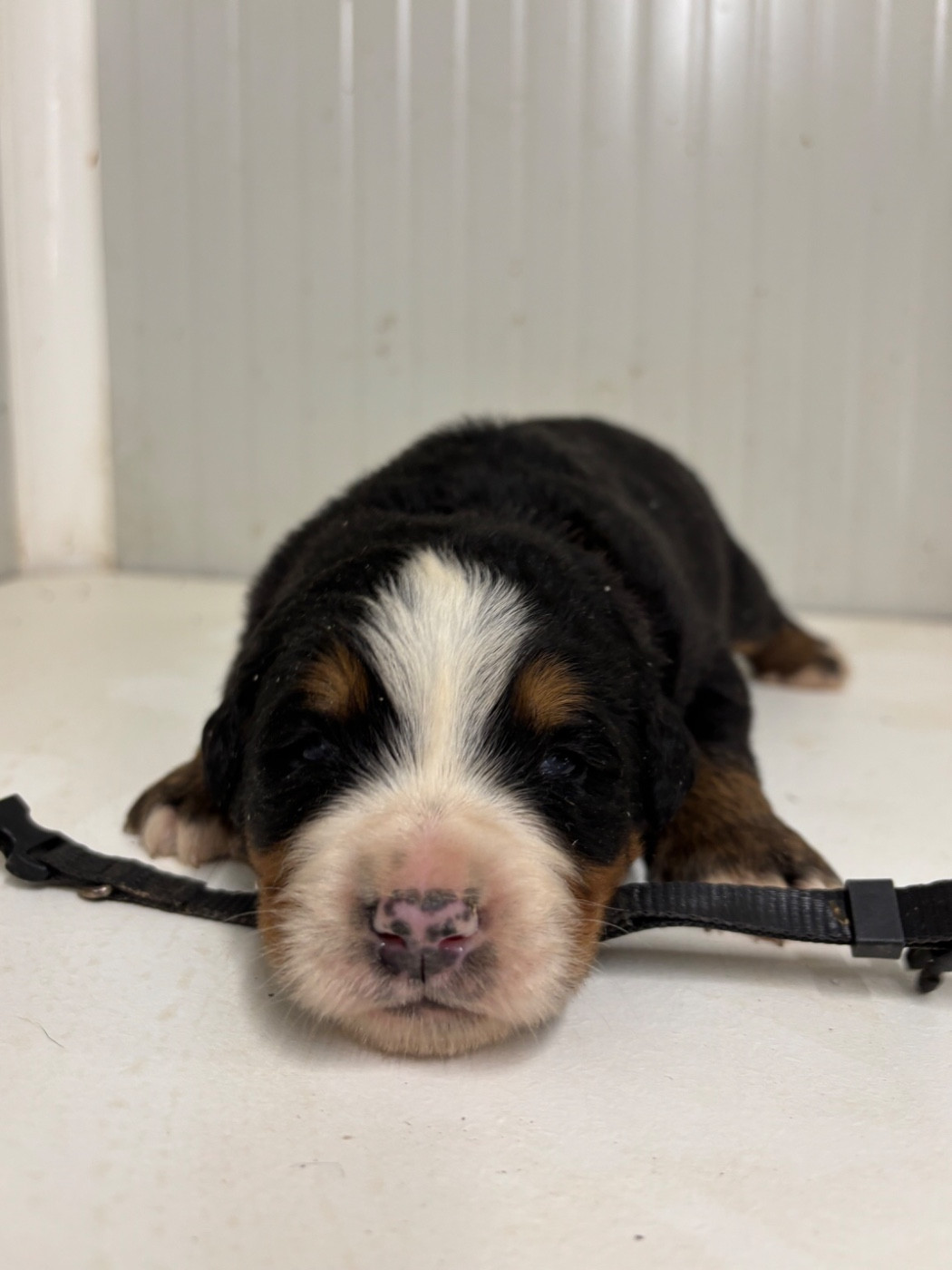 De La Ferme Du Fesquet - Chiots disponibles - Bouvier Bernois