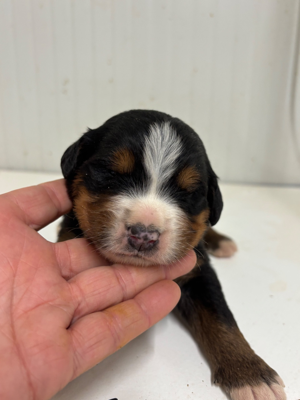 De La Ferme Du Fesquet - Chiots disponibles - Bouvier Bernois