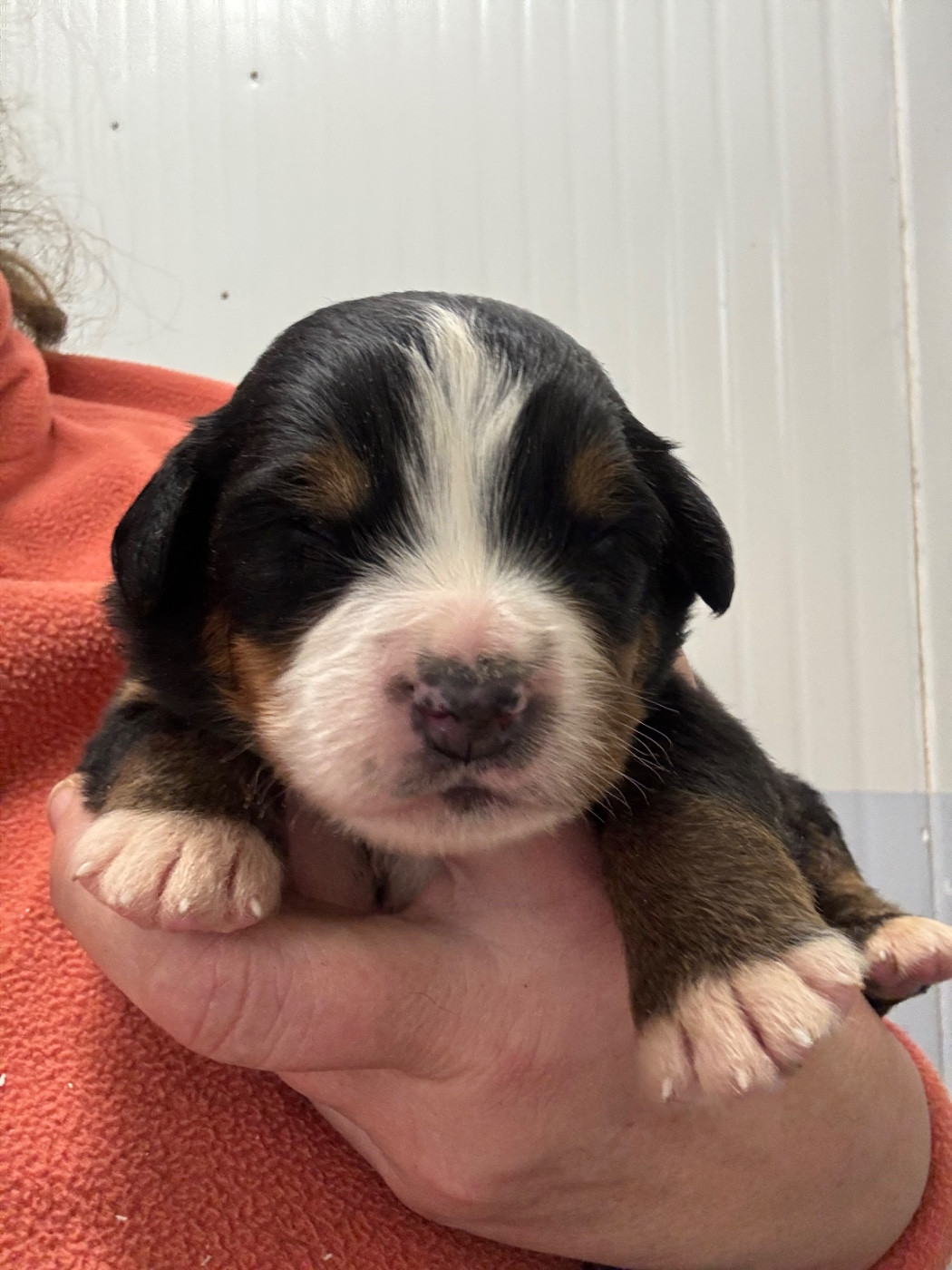 De La Ferme Du Fesquet - Chiots disponibles - Bouvier Bernois