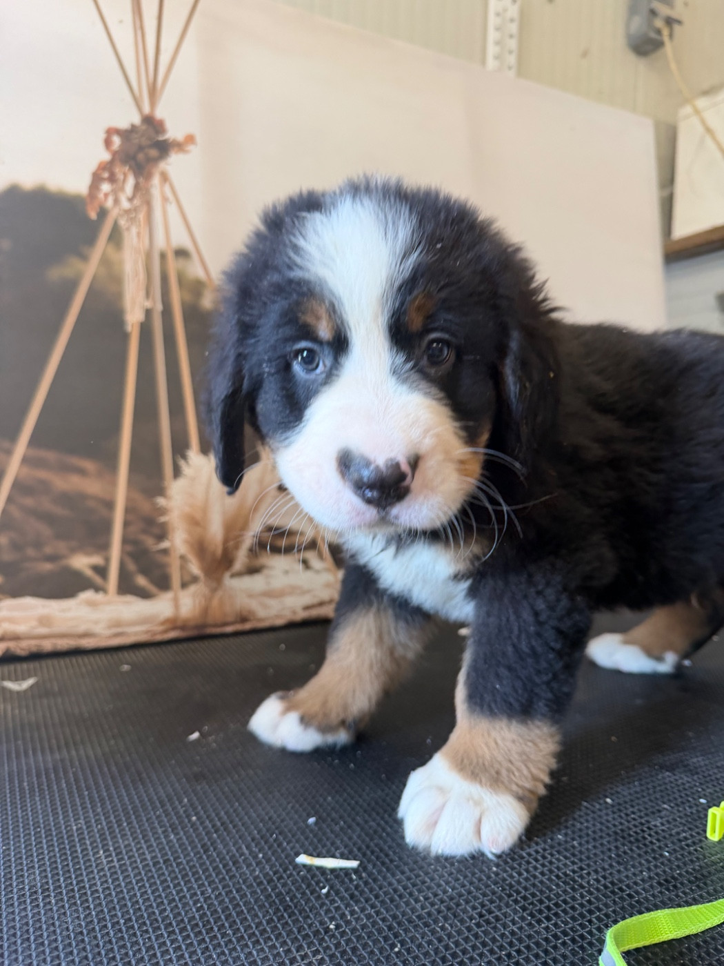 De La Ferme Du Fesquet - Chiots disponibles - Bouvier Bernois