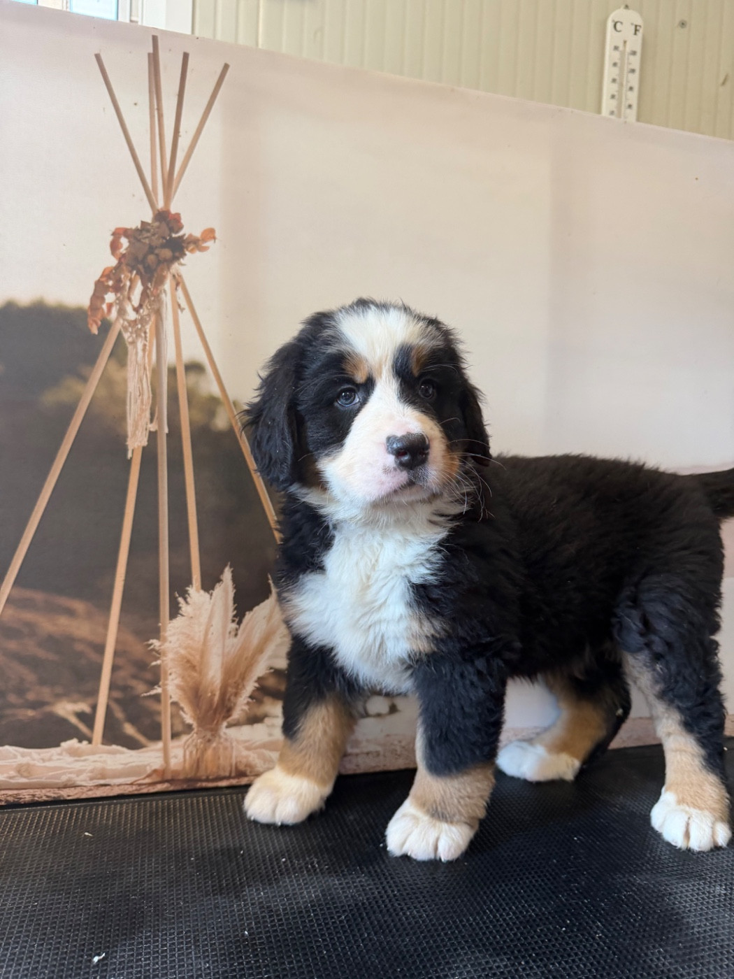 De La Ferme Du Fesquet - Chiots disponibles - Bouvier Bernois