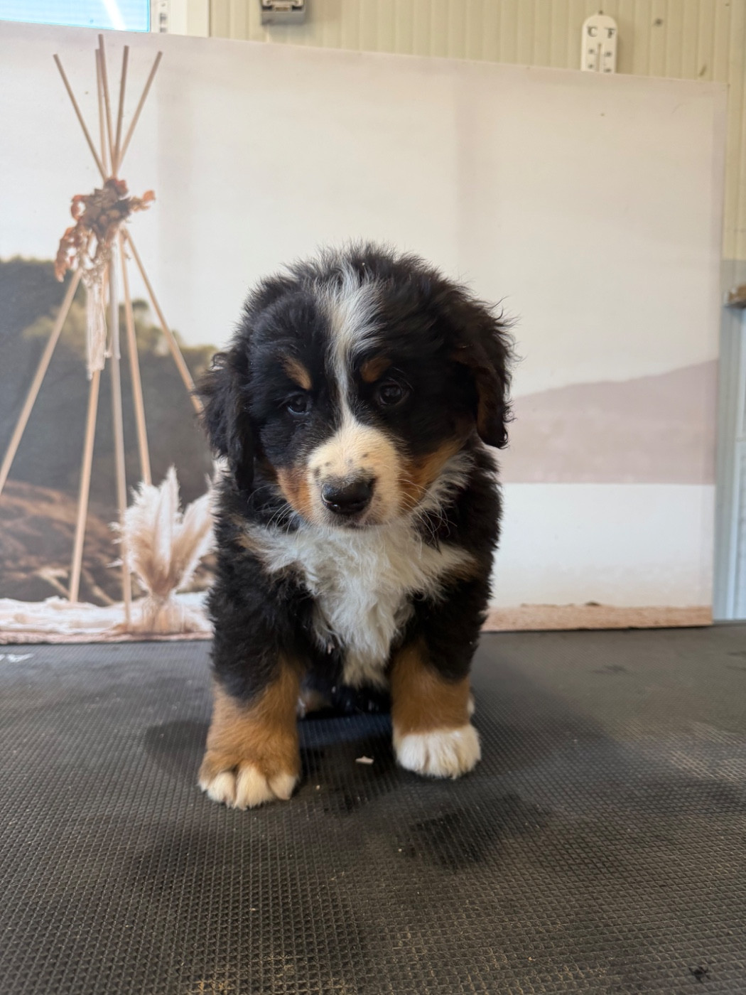 De La Ferme Du Fesquet - Chiots disponibles - Bouvier Bernois