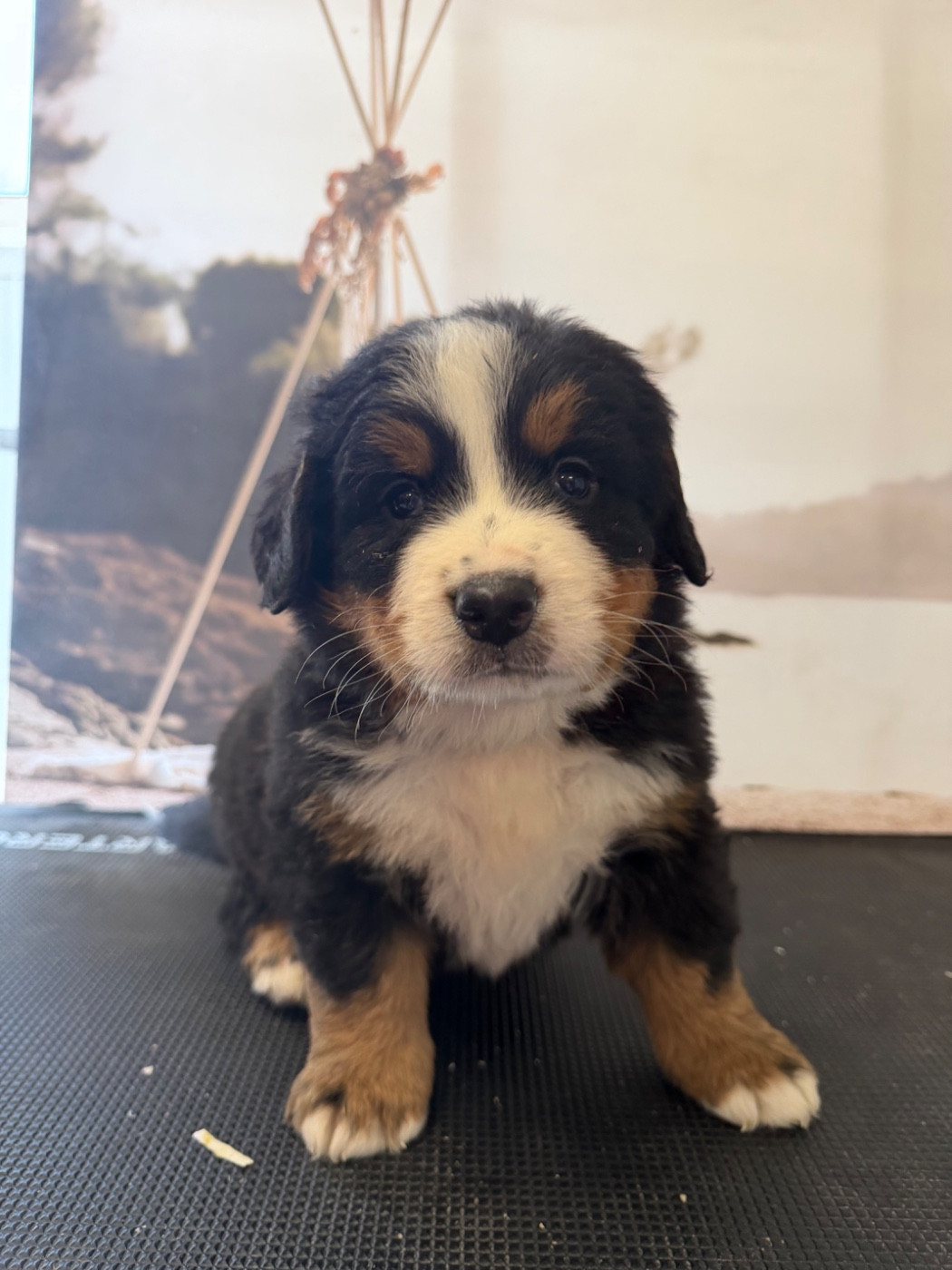 De La Ferme Du Fesquet - Chiots disponibles - Bouvier Bernois