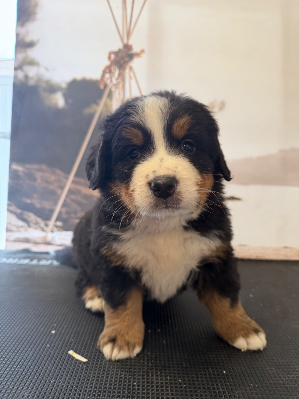 De La Ferme Du Fesquet - Chiots disponibles - Bouvier Bernois