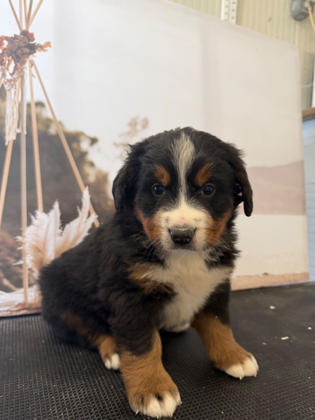 De La Ferme Du Fesquet - Chiots disponibles - Bouvier Bernois