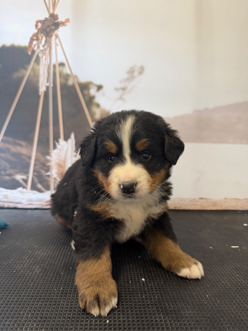 De La Ferme Du Fesquet - Chiots disponibles - Bouvier Bernois