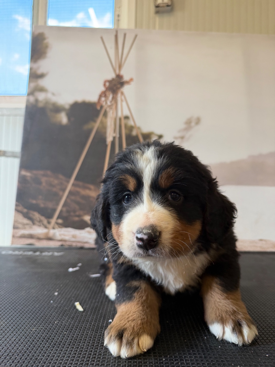 De La Ferme Du Fesquet - Chiots disponibles - Bouvier Bernois