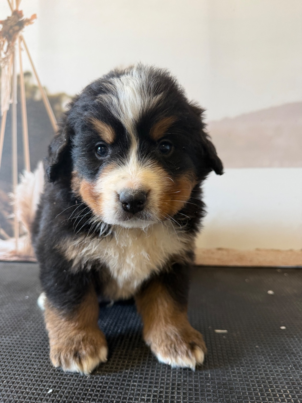 De La Ferme Du Fesquet - Chiots disponibles - Bouvier Bernois