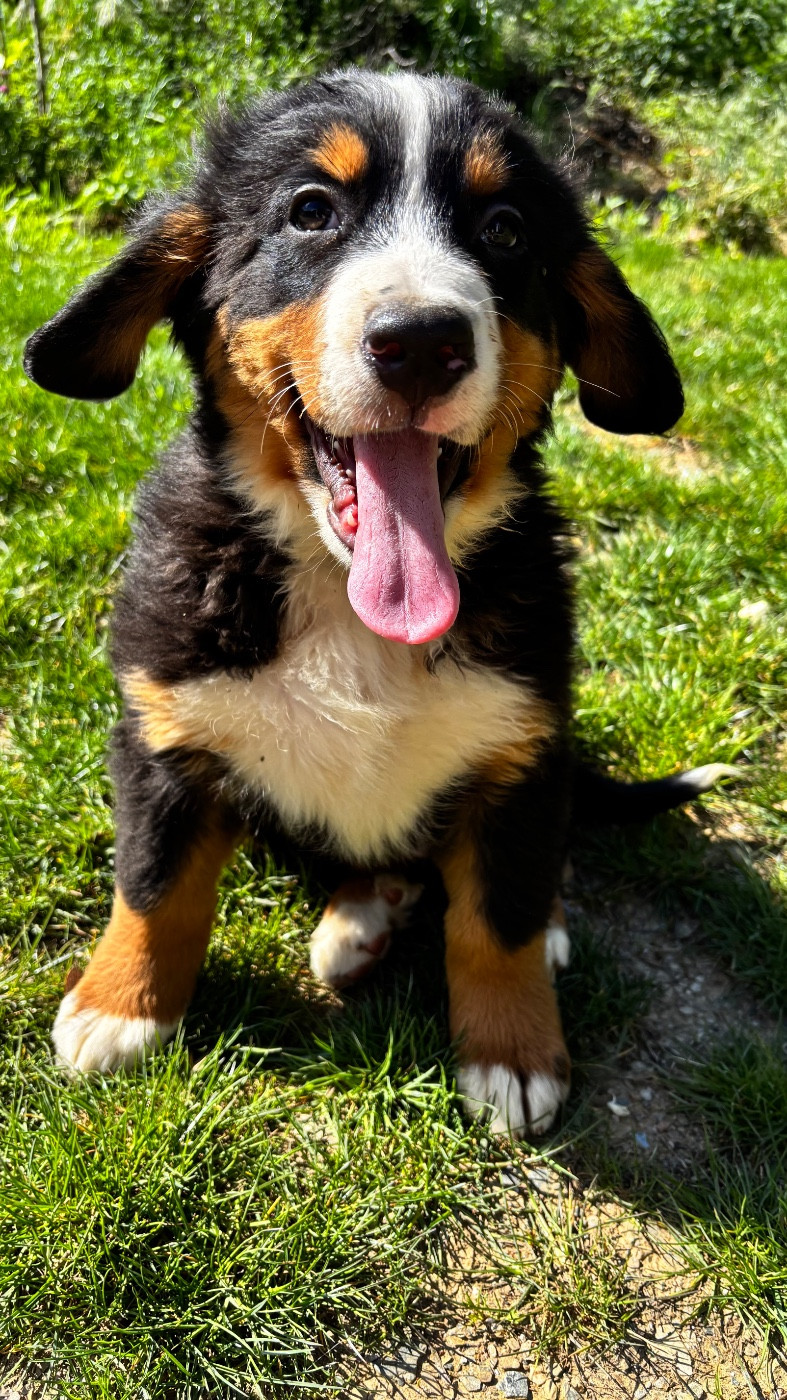 De La Ferme Du Fesquet - Chiots disponibles - Bouvier Bernois