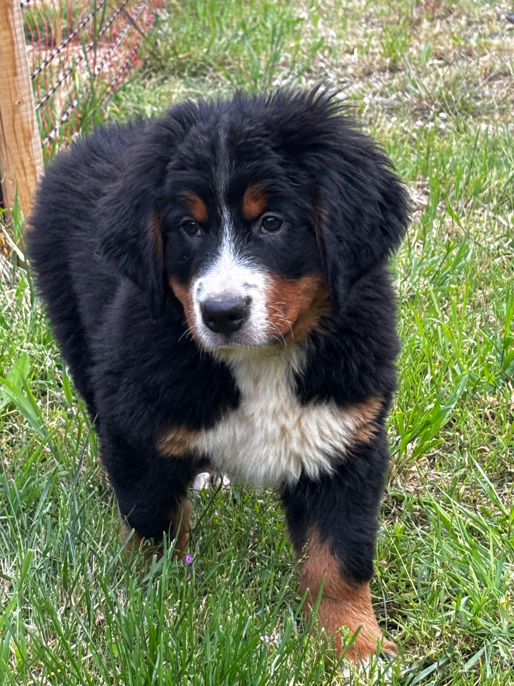 De La Ferme Du Fesquet - Chiots disponibles - Bouvier Bernois