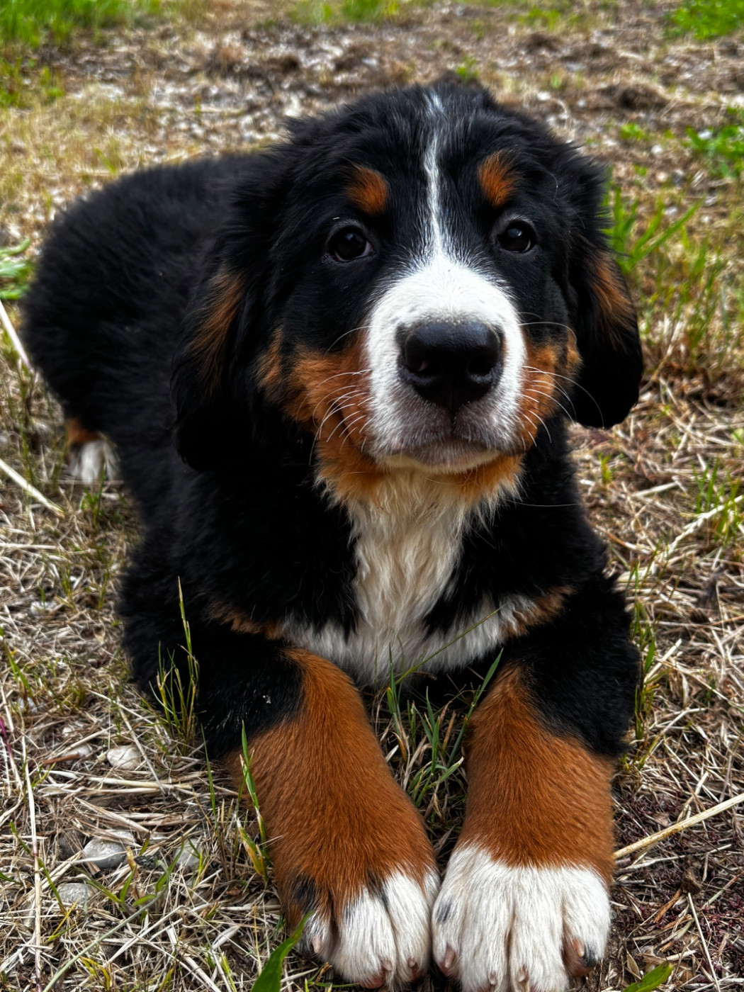 De La Ferme Du Fesquet - Chiots disponibles - Bouvier Bernois