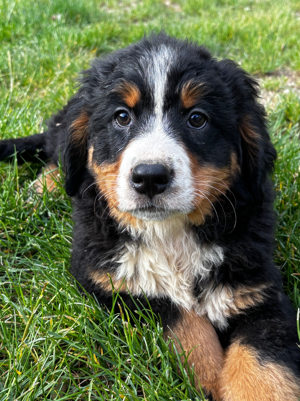 De La Ferme Du Fesquet - Chiots disponibles - Bouvier Bernois