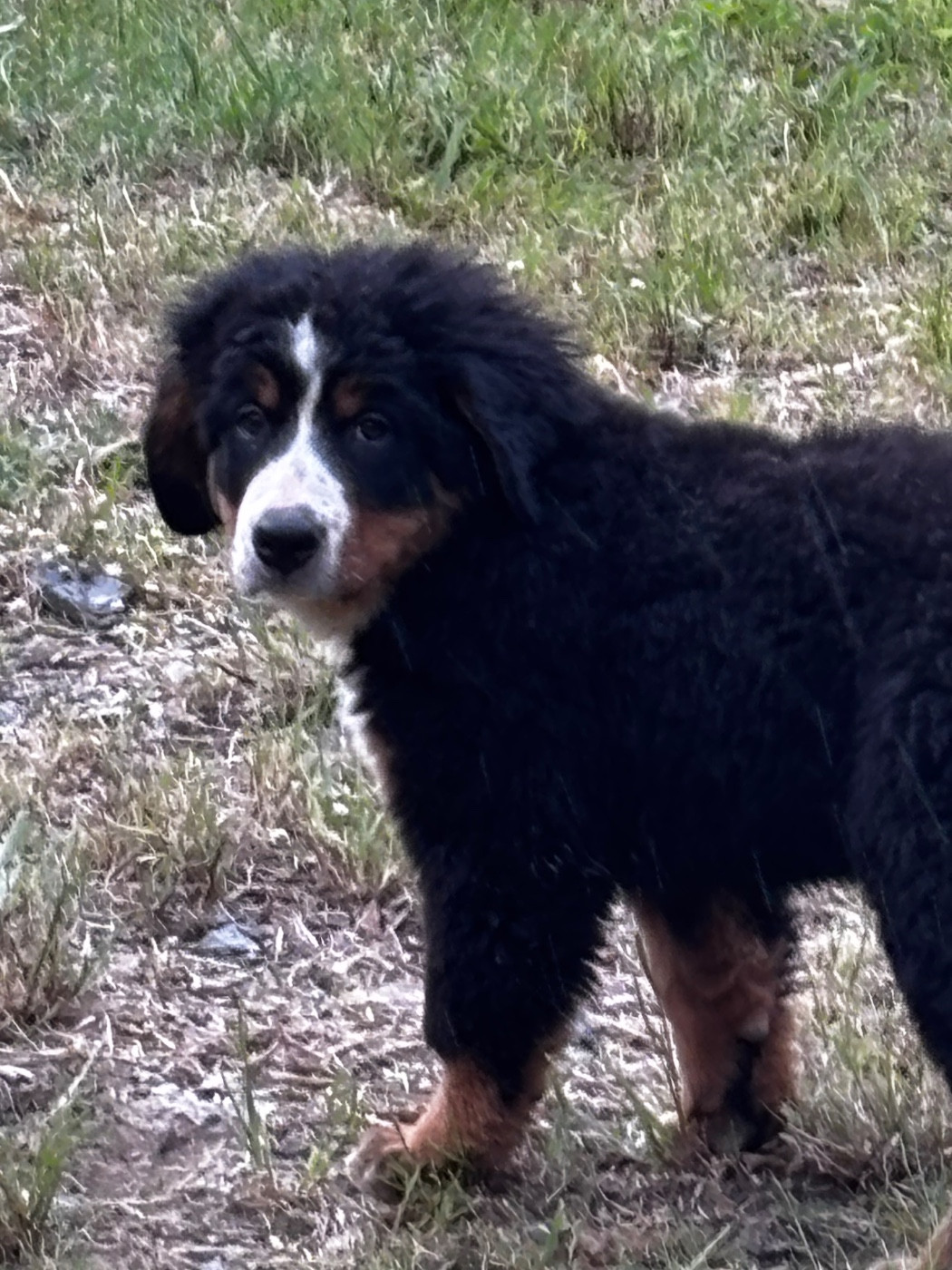 De La Ferme Du Fesquet - Chiots disponibles - Bouvier Bernois