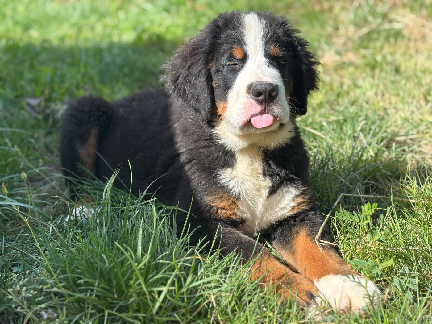 De La Ferme Du Fesquet - Chiots disponibles - Bouvier Bernois