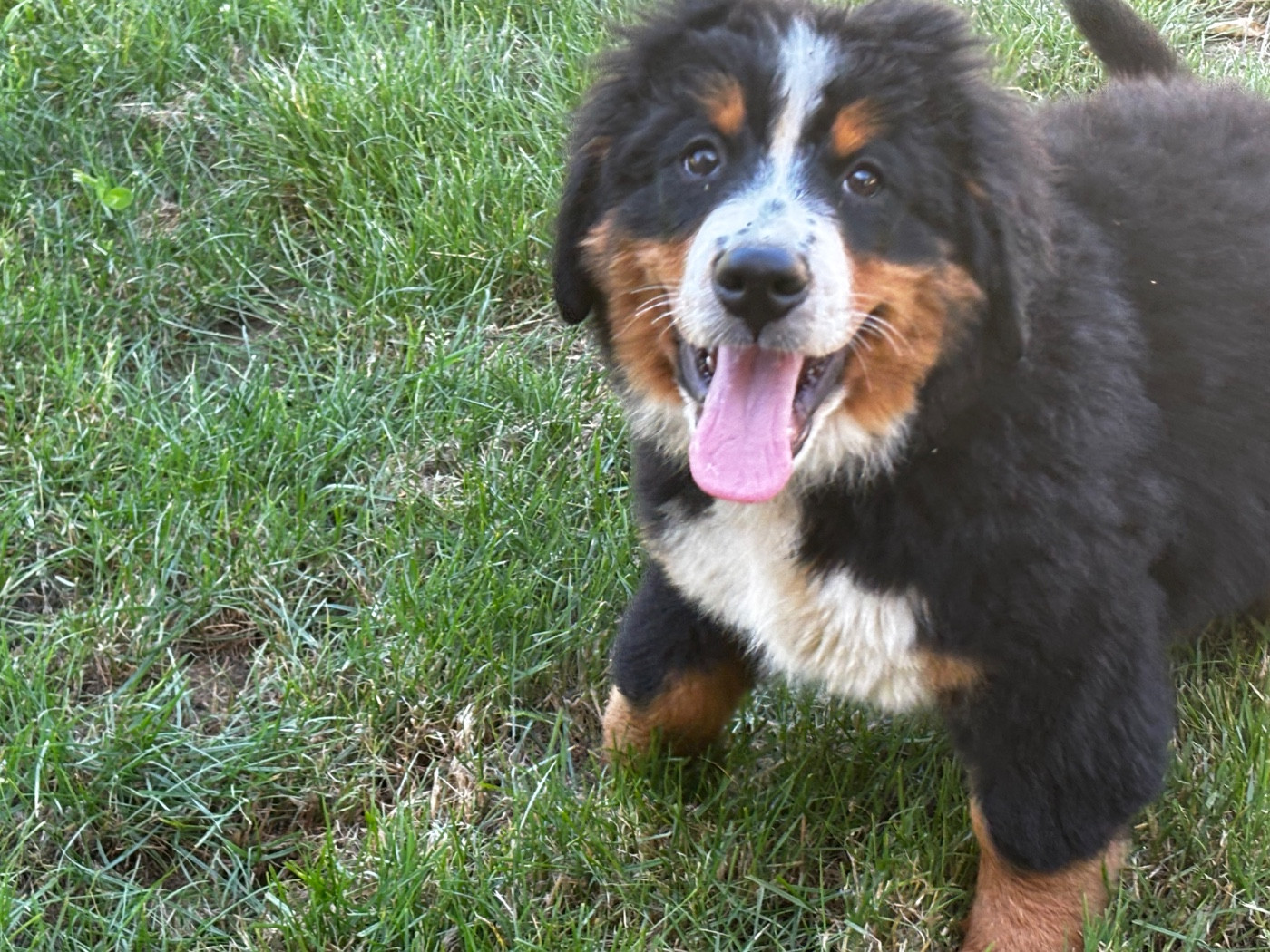 De La Ferme Du Fesquet - Chiots disponibles - Bouvier Bernois