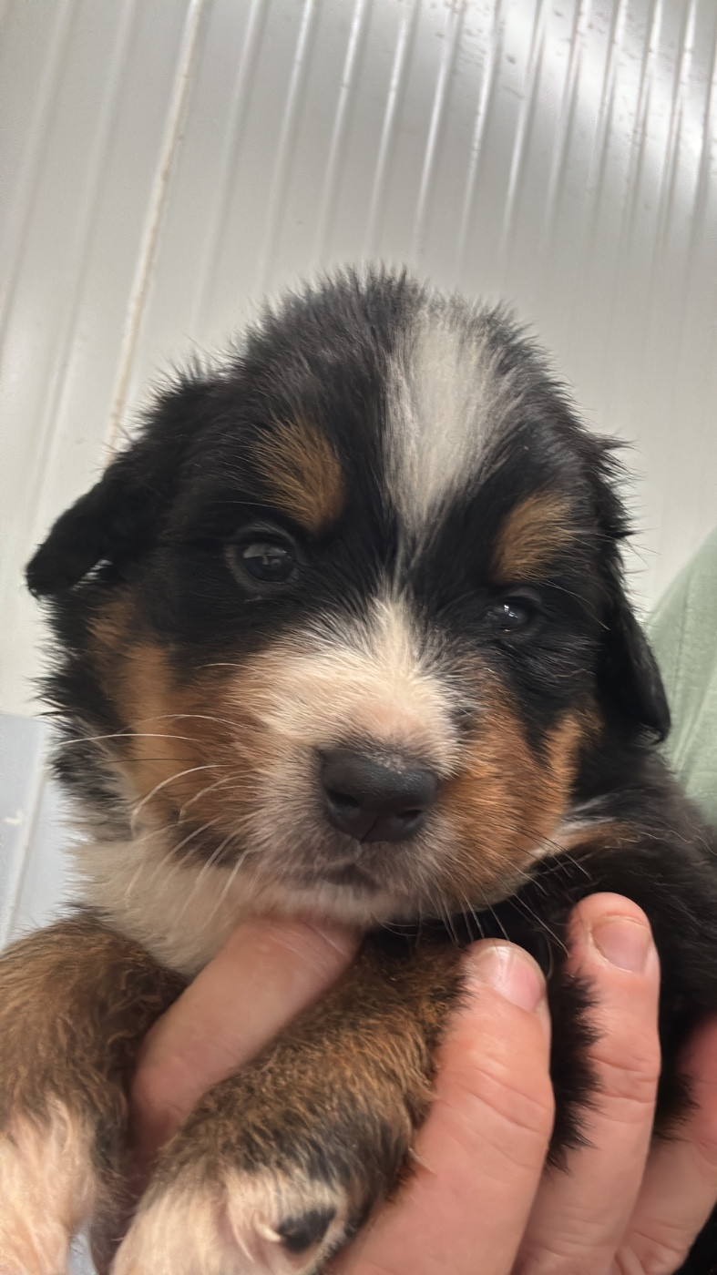 De La Ferme Du Fesquet - Chiots disponibles - Bouvier Bernois
