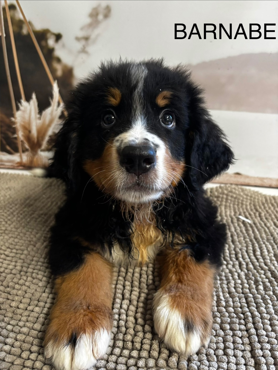 De La Ferme Du Fesquet - Chiots disponibles - Bouvier Bernois